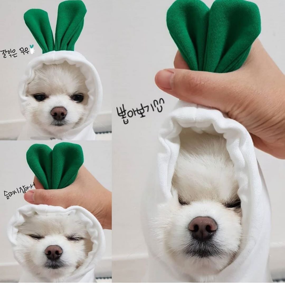 Fruit Small Dog Clothes - Image 6