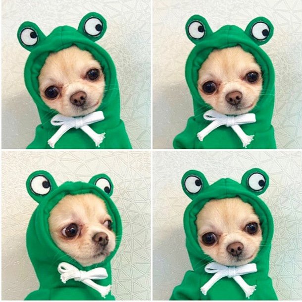 Fruit Small Dog Clothes - Image 10