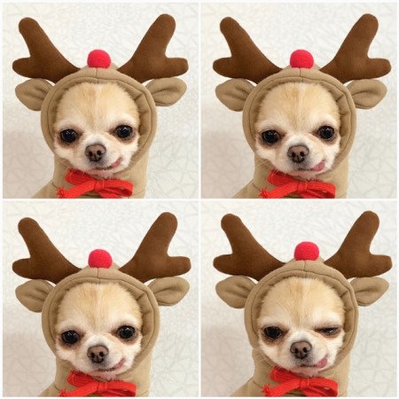 Fruit Small Dog Clothes - Image 5